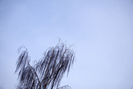 birch without leaves with blue skyの写真素材