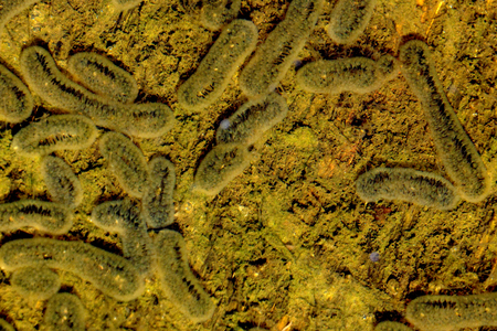 Different colored bacterial colonies growing on agar plate
