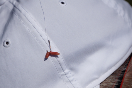 bright red spells in large quantities in the sawdust left to be stored next day fishingの写真素材