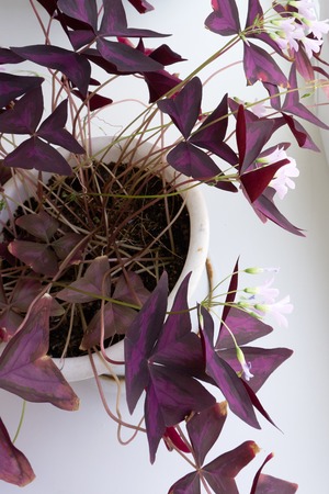 Flower oxalis trangularis natural nature outdoor pinkの写真素材
