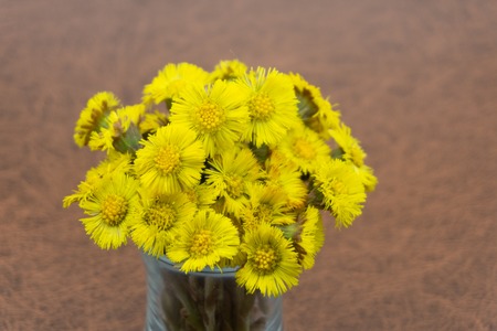 spring yellow flowers mother and stepmother in ground in the parkの写真素材