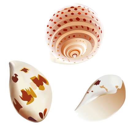 sea shellのイラスト素材