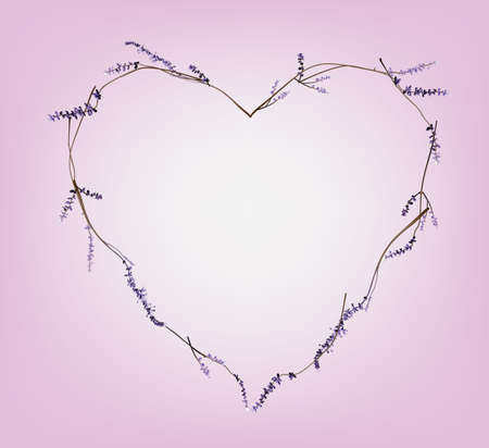 Lavenderのイラスト素材