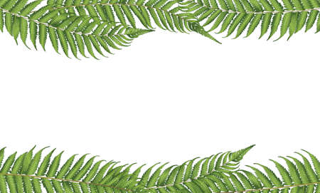 new zealand leafのイラスト素材