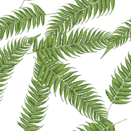 new zealand leafのイラスト素材