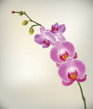 Orchidのイラスト素材
