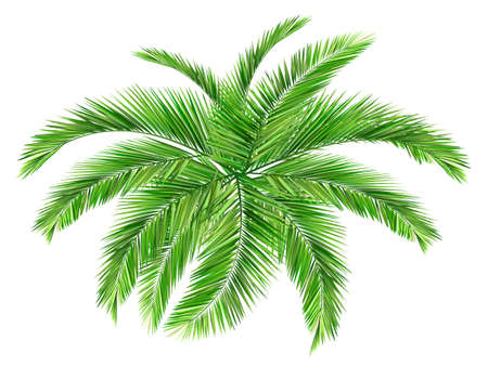 coconut leavesのイラスト素材