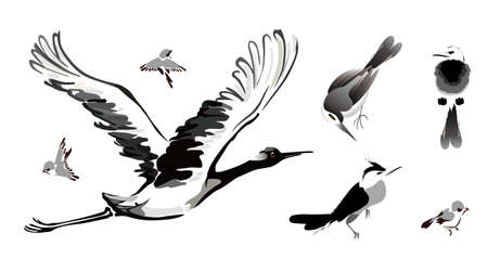 bird paintingのイラスト素材