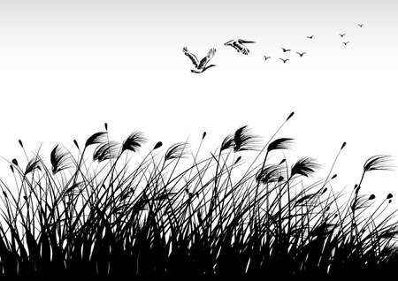 reeds paintingのイラスト素材