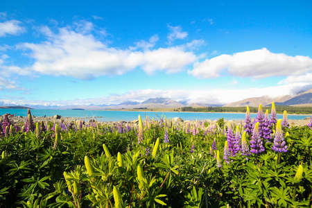lupine flowerの写真素材