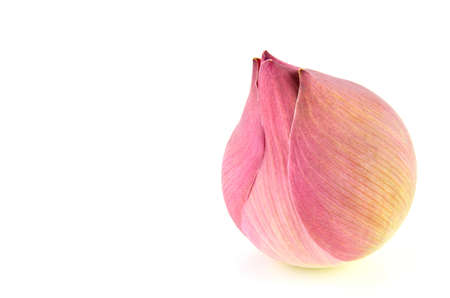 Pink lotus flower isolated on a white backgroundの写真素材