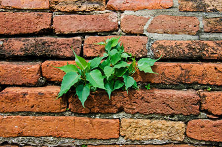 Plant little tree on old red bricks wall backgroundの写真素材