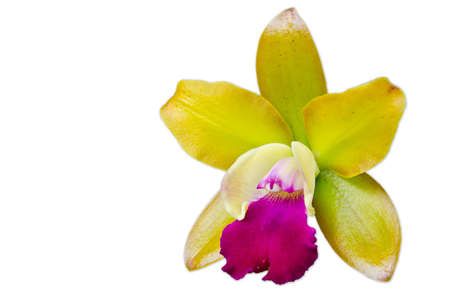 Beautiful yellow orchid isolated on white backgroundの写真素材