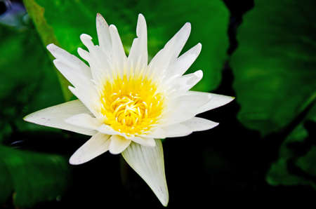 The lotus flower in the peaceful pond