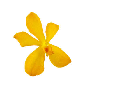 Yellow orchid isolate on whiteの写真素材