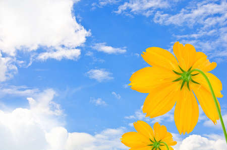 Orange Cosmos flower and blue sky