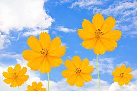 Orange Cosmos flower and blue skyの写真素材