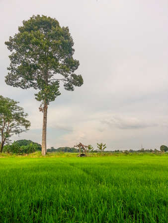 Rubber center fieldの写真素材