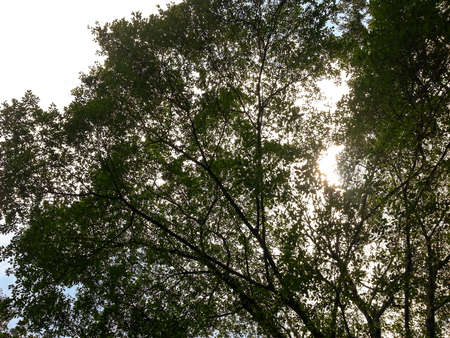 Stem branches spread wide