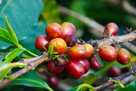 Wild fruits