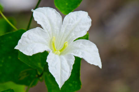 White flowers