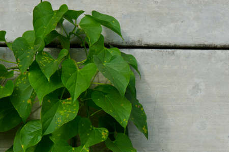 Tree climbing wallの写真素材