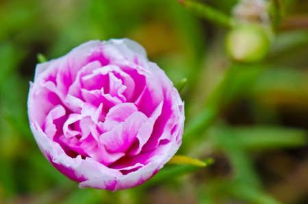 Amaranth Pink
