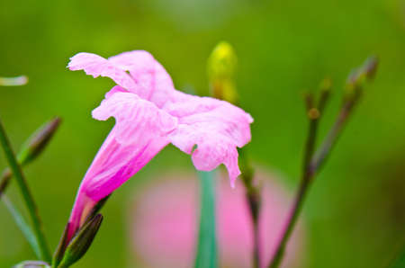 pink flowers