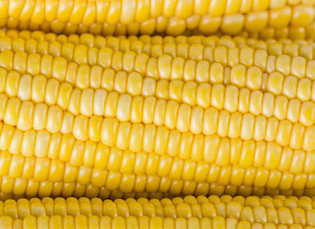 Grains of corn vegetablesの写真素材