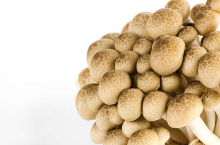 Beech mushrooms isolated on white backgroundの写真素材