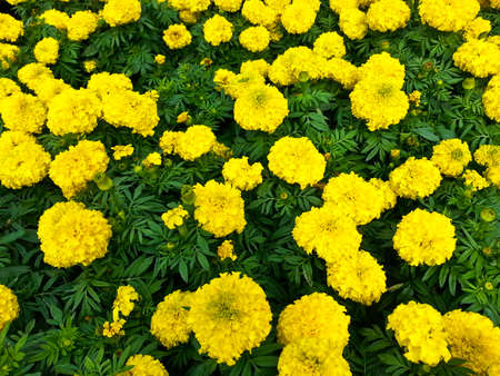 Yellow flowersの写真素材