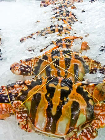 Crab frozenの写真素材