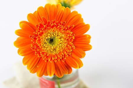 Orange gerbera flower for background.の写真素材