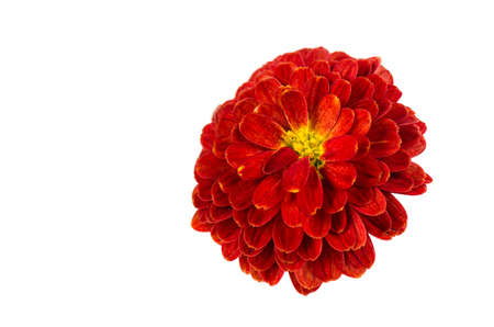 Red Chrysanthemums flower background, petals chrysanthemums.の写真素材