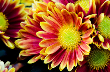 Chrysanthemums flower background, petals chrysanthemums.