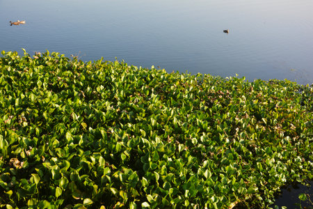 Some beautiful Indian Ducks (Anas Platyrhynchos ) swimming in a lake of West Bengal, selective...