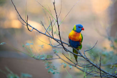 The blue headed parrot, also known as the blue headed pionus is a medium sized parrotの写真素材