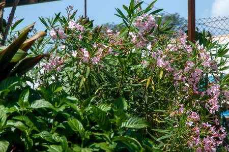 Nerium oleander is a shrub or small tree in the dogbane family Apocynaceae, toxic in all its parts