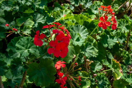 Geranium is a genus of annual, biennial, and perennial plants that are commonly known as geraniums...