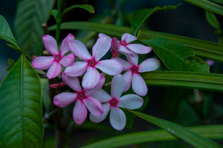 DescriptionKopsia is a genus of plant in family Apocynaceae