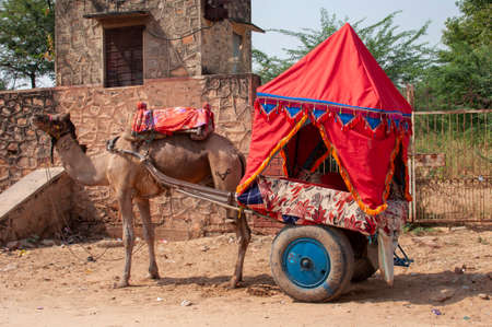 The camel is part of the landscape of Rajasthan; the icon of the desert state, part of its cultural identity, and an economically important animal for desert communitiesのeditorial素材