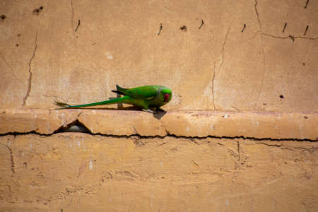 indian parakeet sitting in a fort wall of jaipur