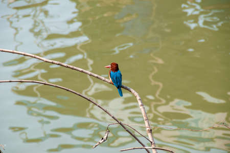 Kingfishers or Alcedinidae are a family of small to medium-sized, brightly colored birds in the order Coraciiformesの写真素材