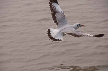 A natural scene of seagull flying and gliding over water