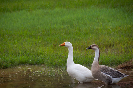 a pair of swans wondering in grasslandの写真素材