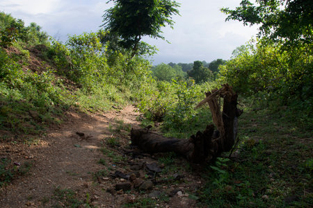 hiking trail through forest of purulia west bengalの写真素材