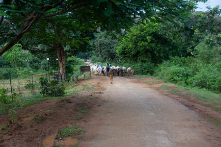 shepherd of west bengal returning his cattle in the eveningの写真素材