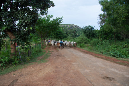 shepherd of west bengal returning his cattle in the eveningの写真素材