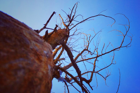 Dead tree with deep blue sky.の写真素材