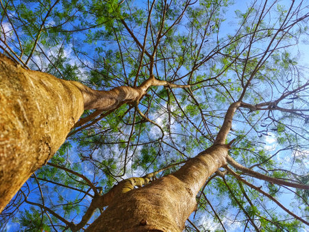 Delonix regia tree with nice flowers under the blue sky.